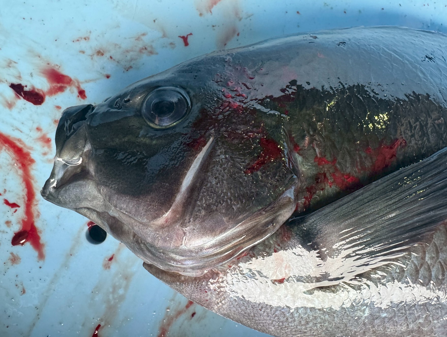 魚を活〆（いけじめ）した際、死後硬直の過程で口が開くことがあります。釣太郎