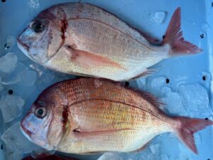 チダイは沿岸から沖合まで広く分布し、船釣りでは比較的よく釣れる魚。 波止から釣れることもありますが、どちらかと言えば少し沖寄り。釣太郎
