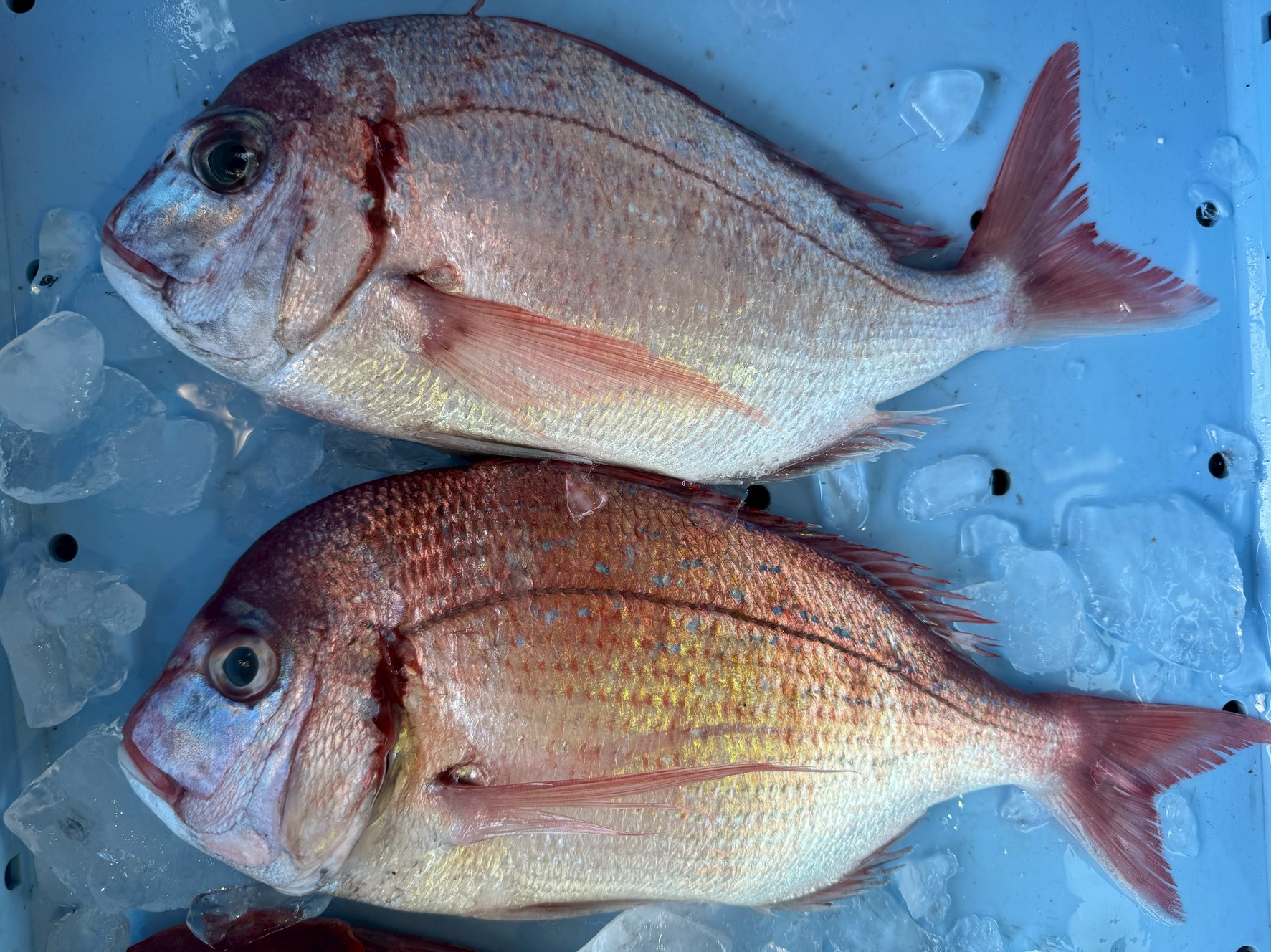 チダイは沿岸から沖合まで広く分布し、船釣りでは比較的よく釣れる魚。 波止から釣れることもありますが、どちらかと言えば少し沖寄り。釣太郎