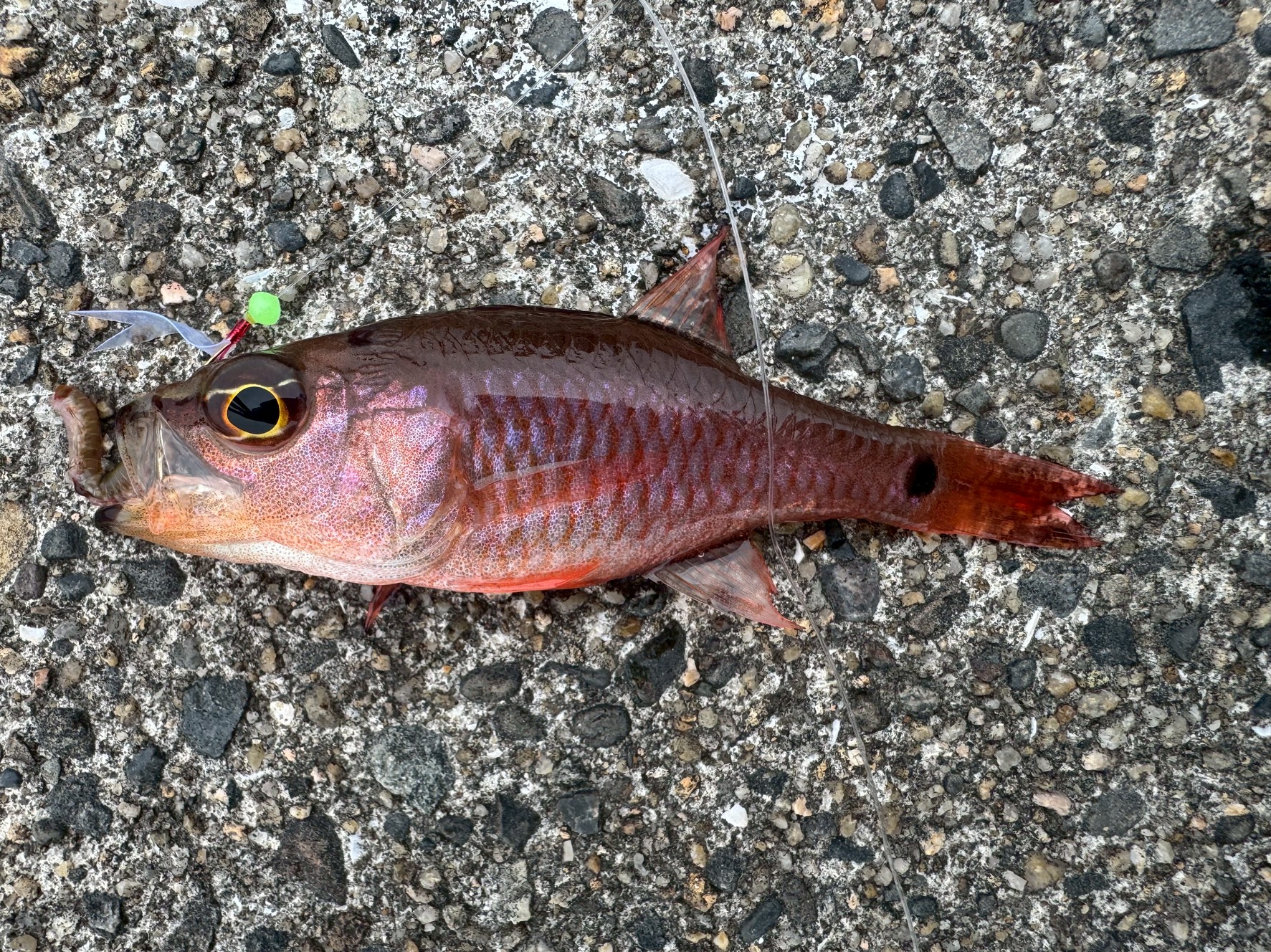 カマスが釣太郎みなべ店前に居着ているのは、今年大量発生しているこのクロホシイシモチが原因。釣太郎