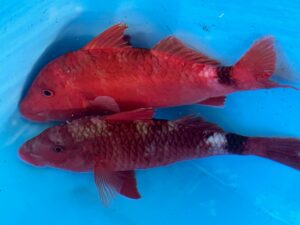 オジサンやメンドリといった呼び名で親しまれていますが、正式にはヒメジ科に属する立派な海水魚。釣太郎