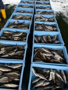 南紀は イサギが最も美味しく育つ“日本屈指の環境”釣太郎