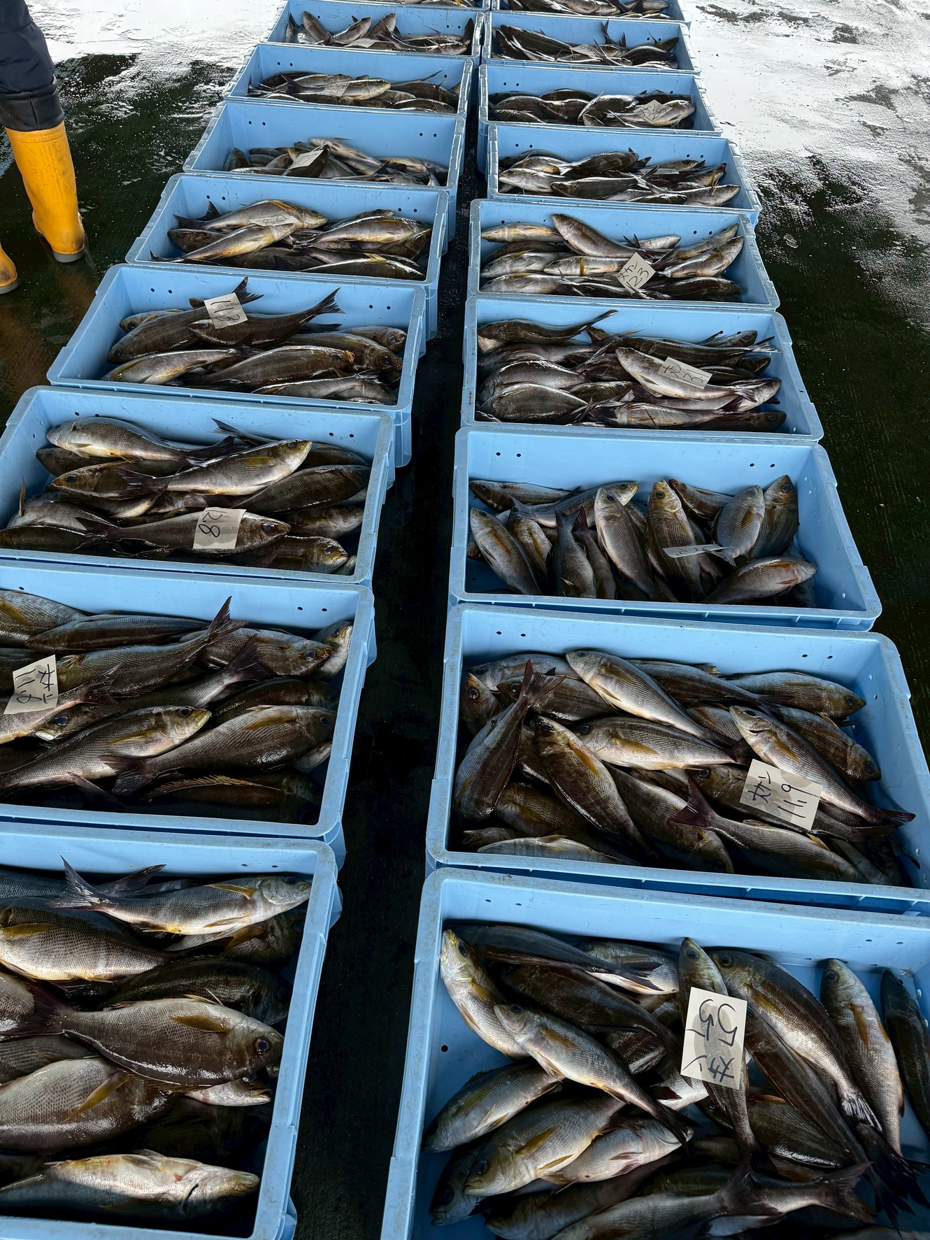 南紀は イサギが最も美味しく育つ“日本屈指の環境”釣太郎