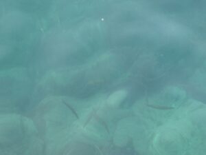 今朝の釣太郎みなべ店前堤防、アジ好調、カマスもパラパラ、青物も釣れています。3月30日月曜日。釣太郎