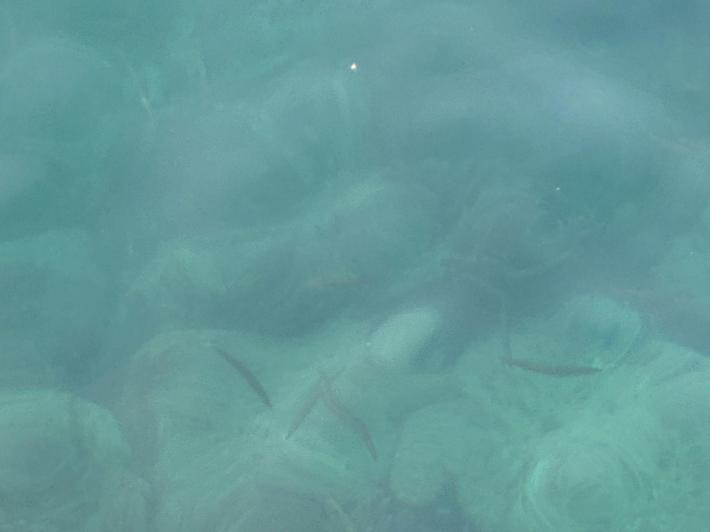 今朝の釣太郎みなべ店前堤防、アジ好調、カマスもパラパラ、青物も釣れています。3月30日月曜日。釣太郎