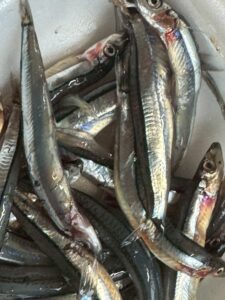 キビナゴとイワシ、どちらも優秀なエサですが、 潮の色・時間帯・魚のサイズ・活性を見極めて使い分けることで、釣果は大きく変わります。釣太郎