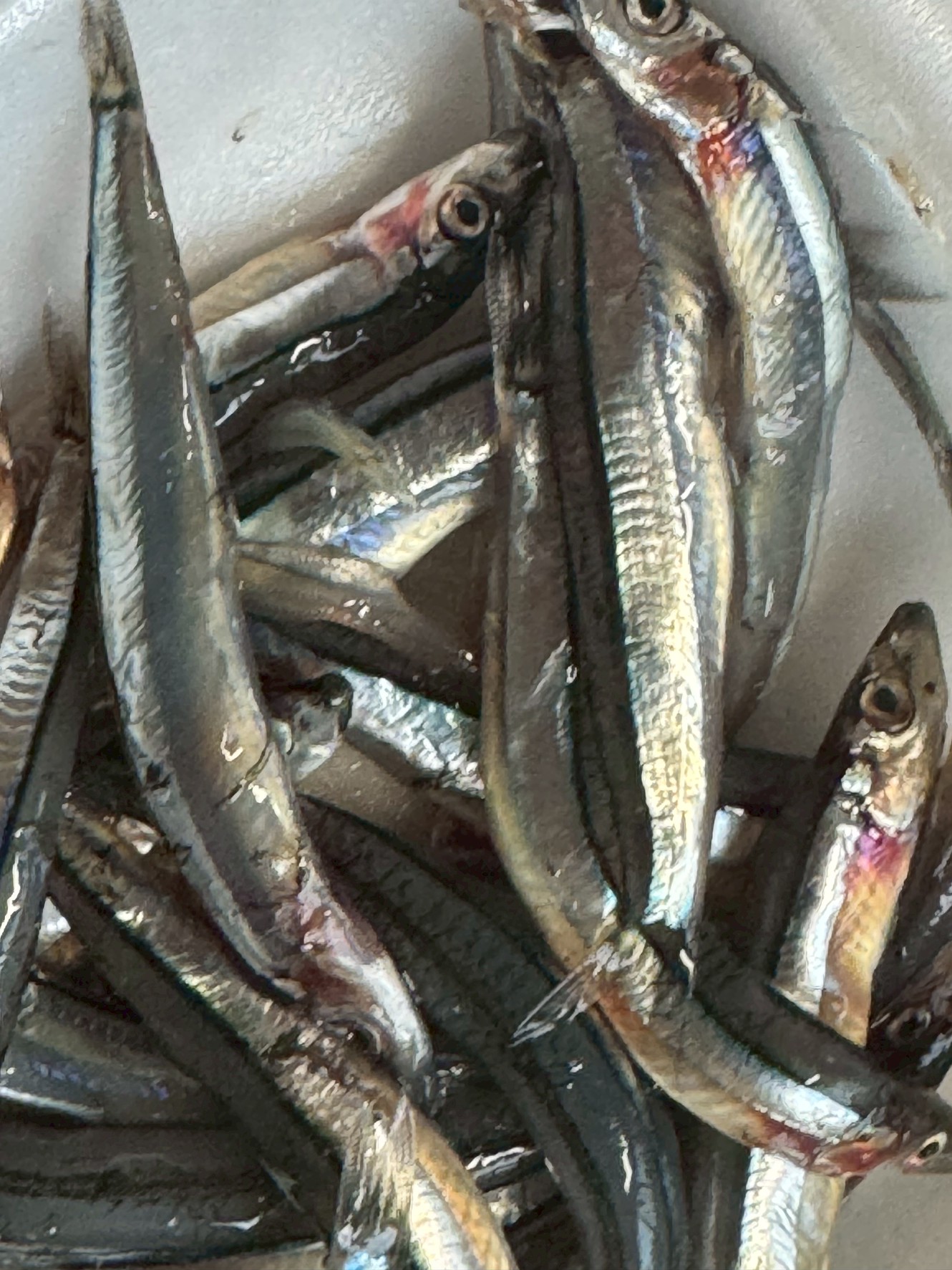 キビナゴとイワシ、どちらも優秀なエサですが、 潮の色・時間帯・魚のサイズ・活性を見極めて使い分けることで、釣果は大きく変わります。釣太郎