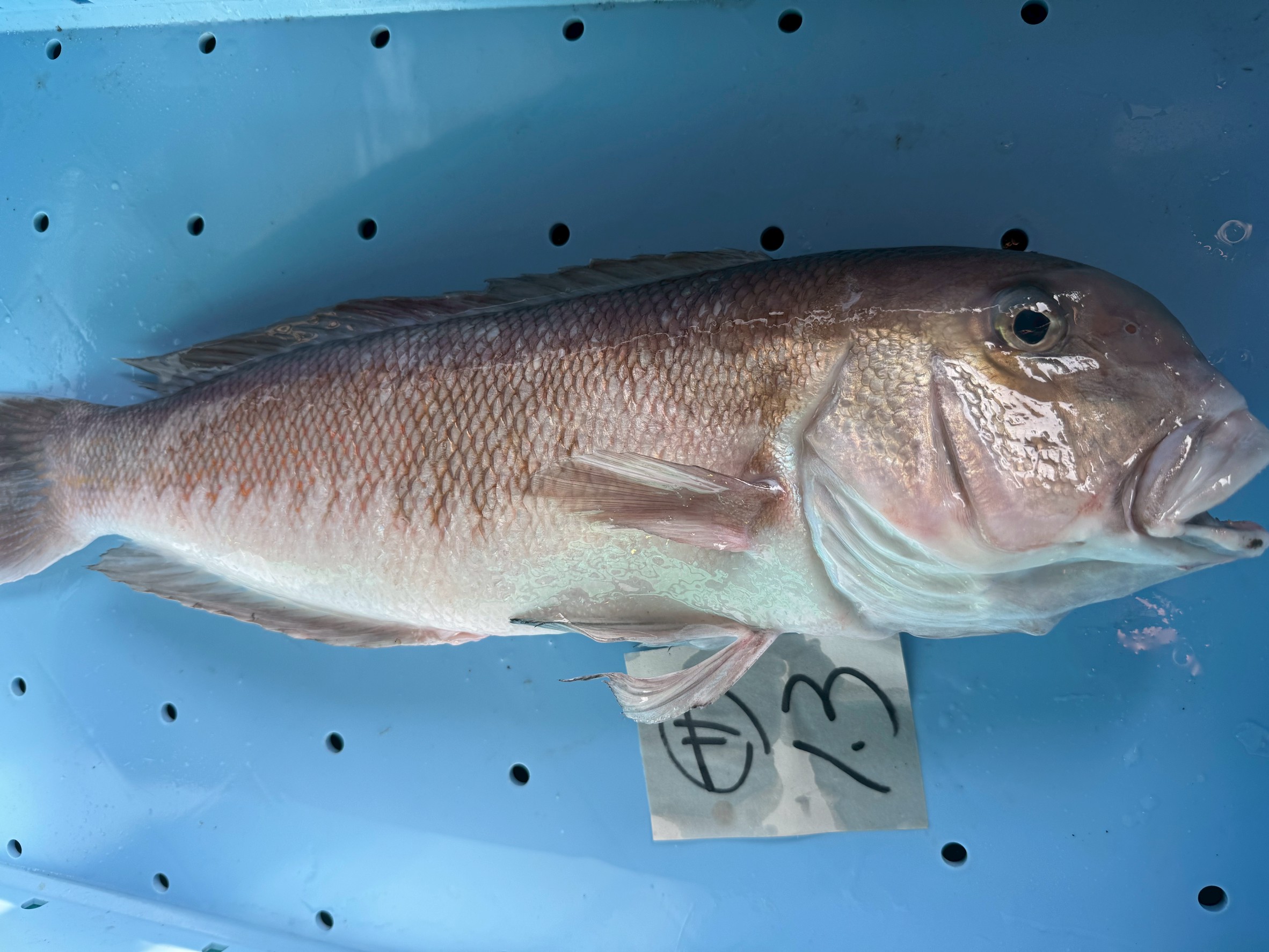 シロアマダイが超高級魚と呼ばれる理由とその圧倒的な美味しさの秘密。釣太郎