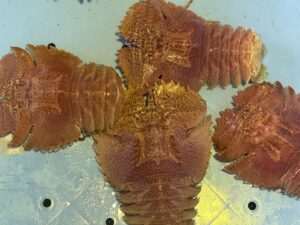 ウチワエビは名前の通り、頭部が団扇のように平たく広がっているのが最大の特徴。釣太郎