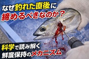 「釣れたら締める」は基本。ここをやるかやらないかで・刺身のレベル ・保存期間・臭み。全部変わります。釣太郎