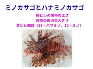 ハマミノカサゴ vs ミノカサゴ。胸ビレの黒帯の太さ。体側の白点の大きさ。背ビレ棘数（13＝ハマミノ、12＝ミノ）釣太郎