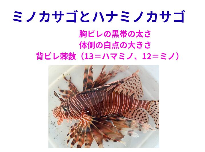 ハマミノカサゴ vs ミノカサゴ。胸ビレの黒帯の太さ。体側の白点の大きさ。背ビレ棘数（13＝ハマミノ、12＝ミノ）釣太郎