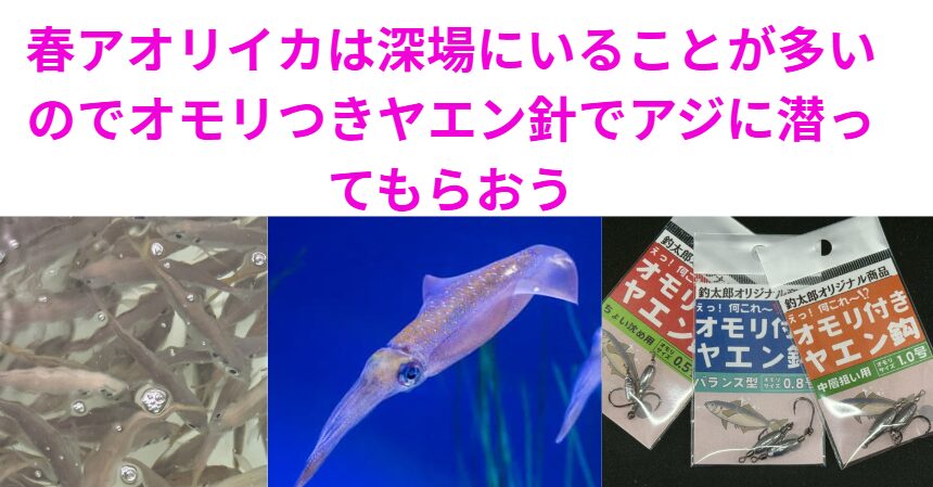 春の大型アオリイカは深場にいることが多いので、アジにはオモリつきヤエン針で潜ってもらうのがベスト。釣太郎