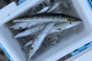 田辺市芳養（はや）内湾でカマス、一人0～10本程度釣れています。釣太郎