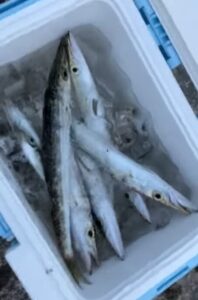 カマスは非常に「足が早い（鮮度が落ちやすい）」魚なので海水＋氷（潮氷）で一気に冷やすのがベスト。釣太郎