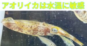 アオリイカは魚よりも水温に敏感。1〜2℃の差で行動が止まるレベル。釣太郎