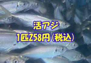 活アジ品不足が深刻化し、258円に値上がりしています。釣太郎