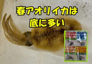 春アオリイカは「底取り」が命。エギングでは着底をしっかり感じることが重要。ウキ釣り・ヤエンでは棚を底ギリギリに合わせるのが鉄則。釣太郎