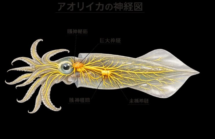 アオリイカを釣ったら「活締め」はマスト！ 活締め 方法は難しくありません。神経図を参考に目と目の間を45度で2回刺すだけ。釣太郎