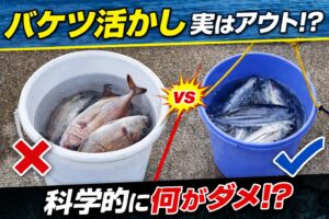 釣り場で時々見かける、バケツに海水を入れ釣った魚を入れている。これはアウト。釣太郎