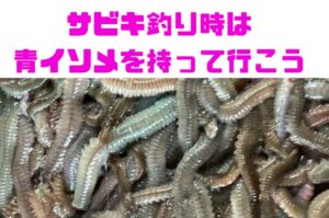 サビキ釣り時は、アオイソメを持って行けば、活性が高いときでももろの魚が釣れます。釣太郎