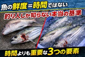 魚の鮮度は・時間ではなく・ストレス・処理・温度で決まる。釣太郎