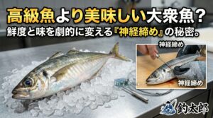 魚の本当の価値は、種類そのものよりも釣り上げられた直後の処理で決まります。 その魔法の正体こそが、鮮度と旨味を極限まで閉じ込める「神経締め」というプロの技術.釣太郎