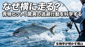 青物の長距離の横走りを支えているのは、彼ら特有の筋肉構造。魚の筋肉には、瞬発力を生み出す白身と、持久力を生み出す赤身。この赤身が非常に発達しているのが特徴。釣太郎