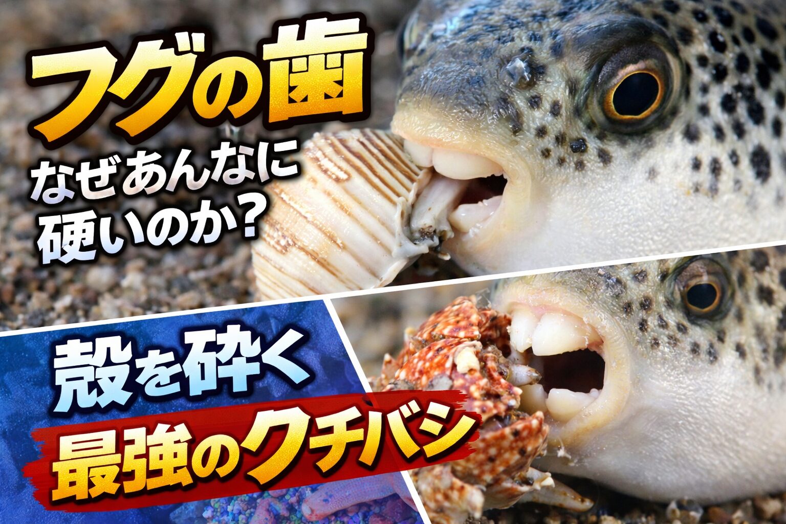 フグの歯が硬い理由は、 殻を砕くための進化。プレート状の構造。摩耗に強い材質。この3つが揃っているから。釣太郎