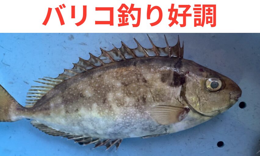 南紀でバリコ（アイゴ）が爆発している理由。釣太郎