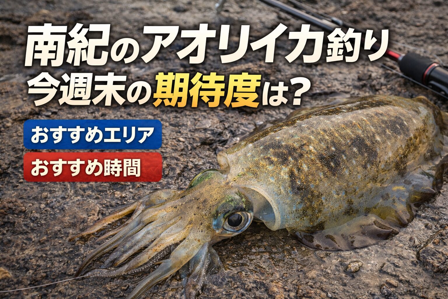 今週末の南紀アオリイカは期待度高め。おすすめは白浜、すさみ、串本。 時間帯は朝夕マズメと夜。釣太郎
