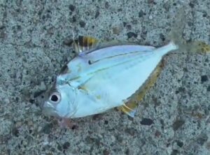 なぜヒイラギは「ギュギュ」と鳴くのか？釣太郎