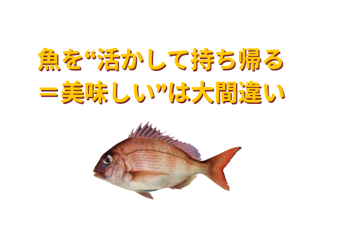 活かしバケツは酸欠地獄。死後硬直のタイミングがズレる。美味しく食べたいなら即締めが正解。「活かして持ち帰る＝美味しい」は完全な誤解。釣太郎