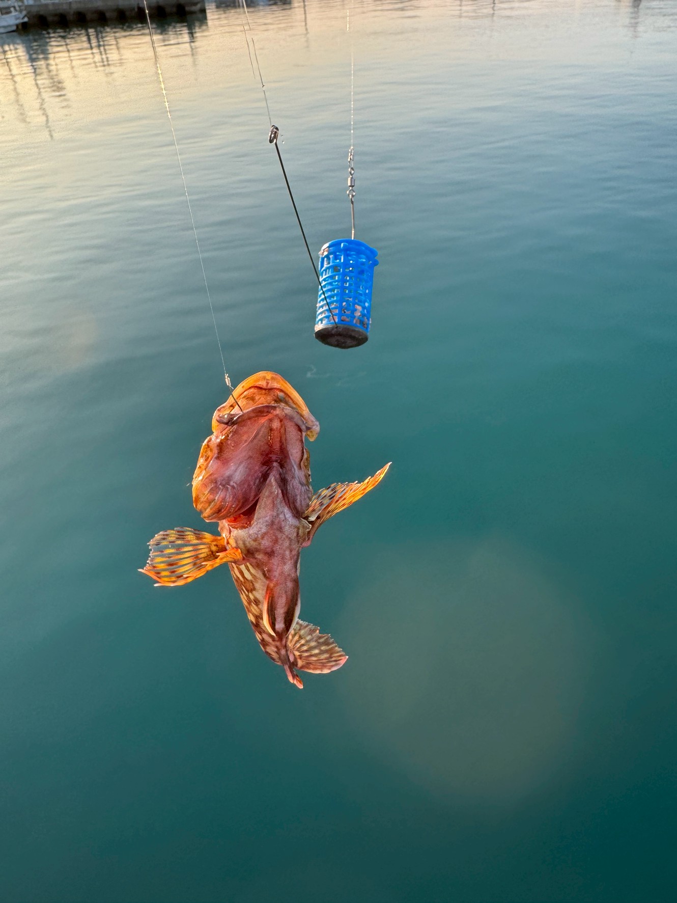 サビキ仕掛けでも、刺しエサをすれば、ガシラ（カサゴ）がよく釣れます。釣太郎