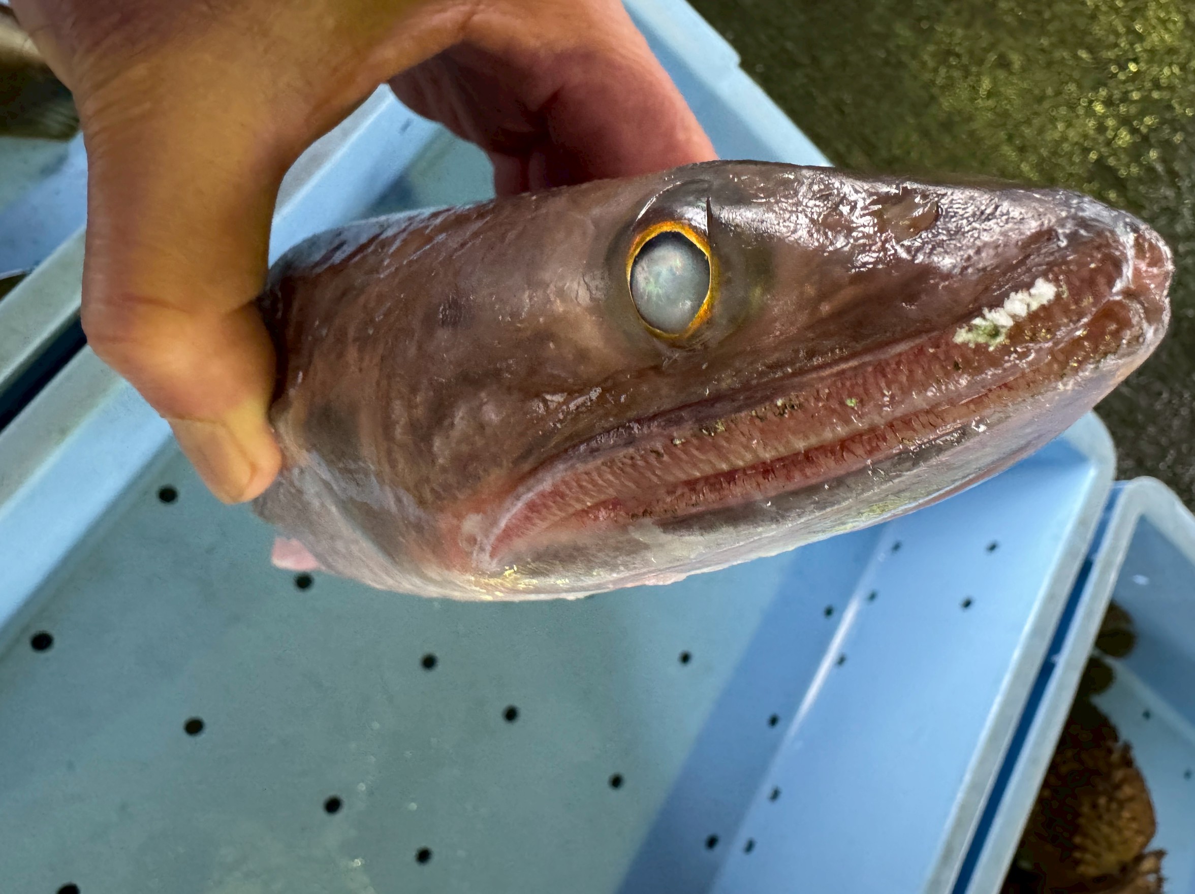エソは、大きな口とやすり状の歯を持つ、海底で待ち伏せして小魚を襲う魚。釣りでは外道の代表格ですが、捕食に特化した体のつくりを持つ個性的な魚。釣太郎