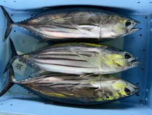 カツオの当たり年はずれ年は、黒潮＋水温＋エサ＋回遊ルートのズレ。これが全部ハマるか外れるかで年が決まります。釣太郎