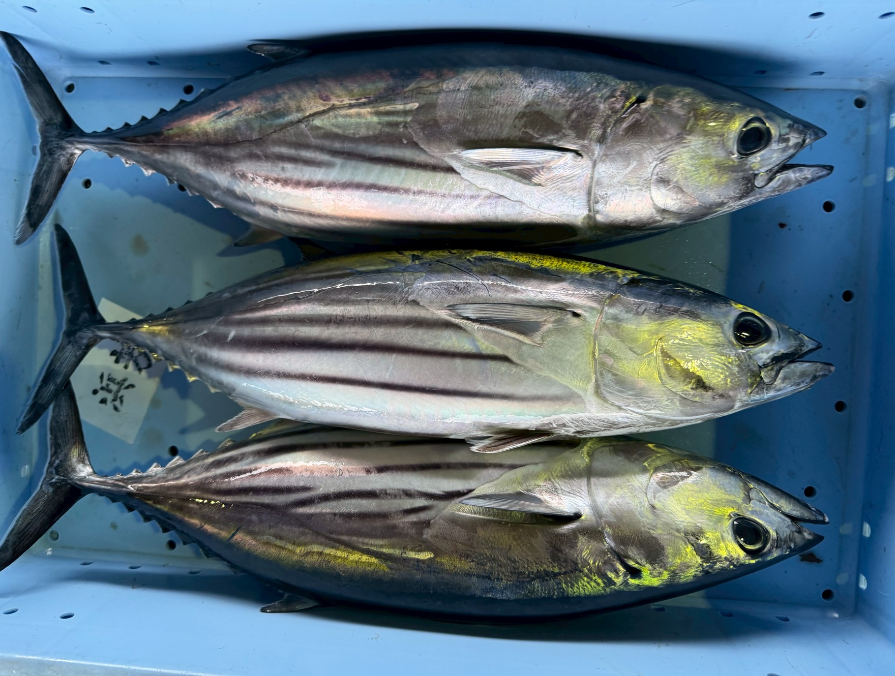 カツオの当たり年はずれ年は、黒潮＋水温＋エサ＋回遊ルートのズレ。これが全部ハマるか外れるかで年が決まります。釣太郎