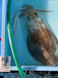 3.5キロのアオリイカが水揚げされています。4月6日月曜日。釣太郎
