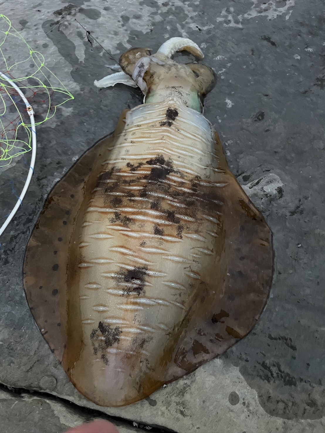 釣太郎スタッフが昨夜、志原磯でアオリイカ2kちょっとを釣り上げました。