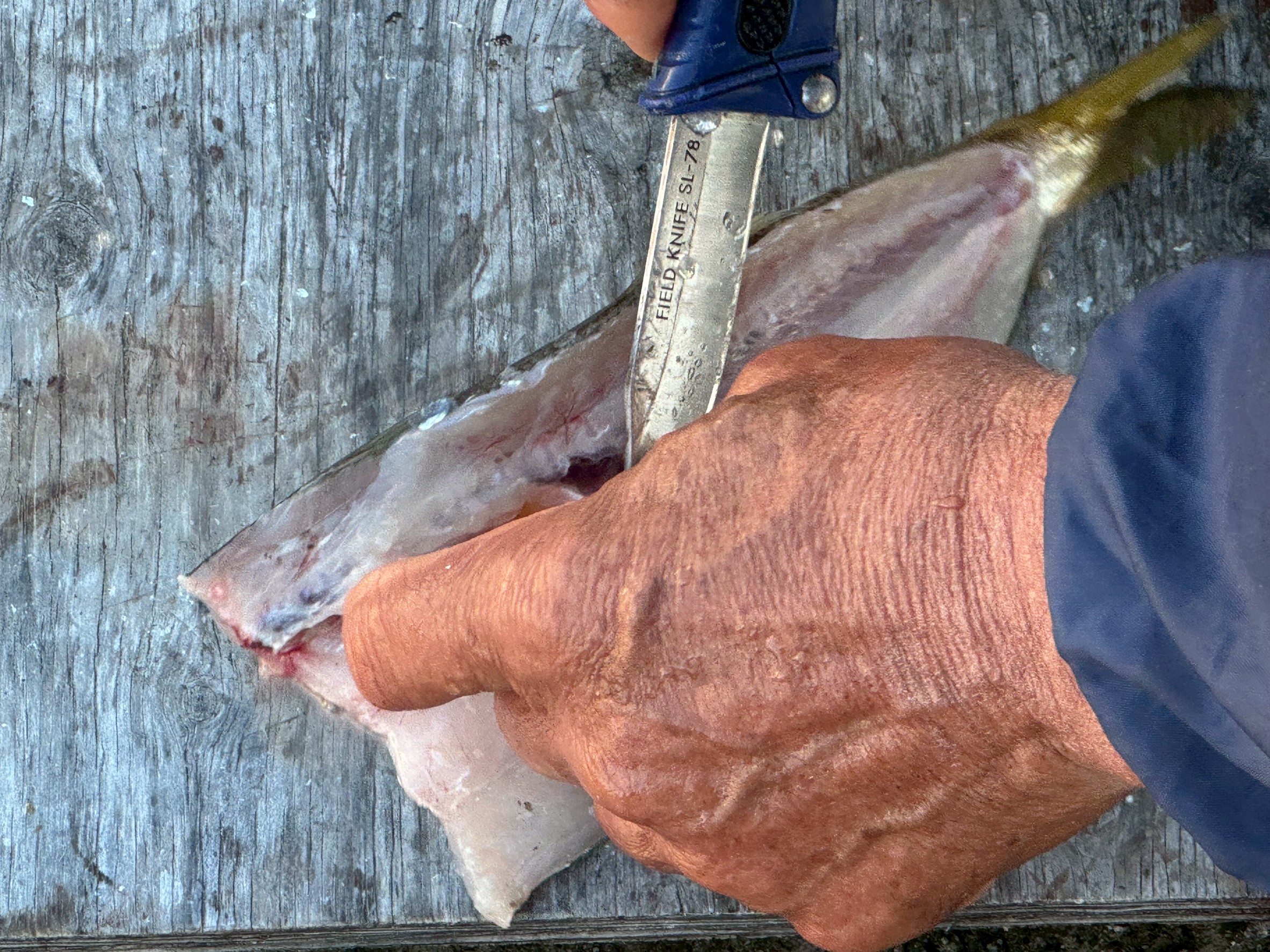 田辺芳養（はや）内湾カマス釣り。今日はあかん。２つだけ。昨日は昼から20匹釣れたぞ。釣太郎